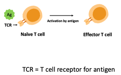 <p>what type of immunity is this?</p>