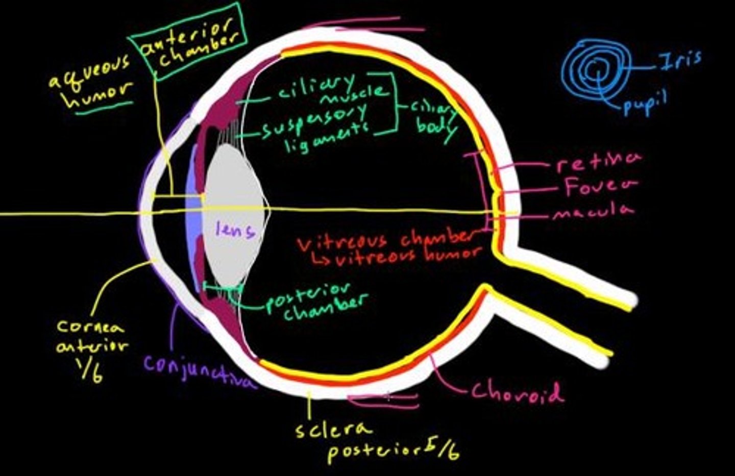 <p>Includes components such as the cornea, lens, retina, and optic nerve, which work together to process visual information.</p>