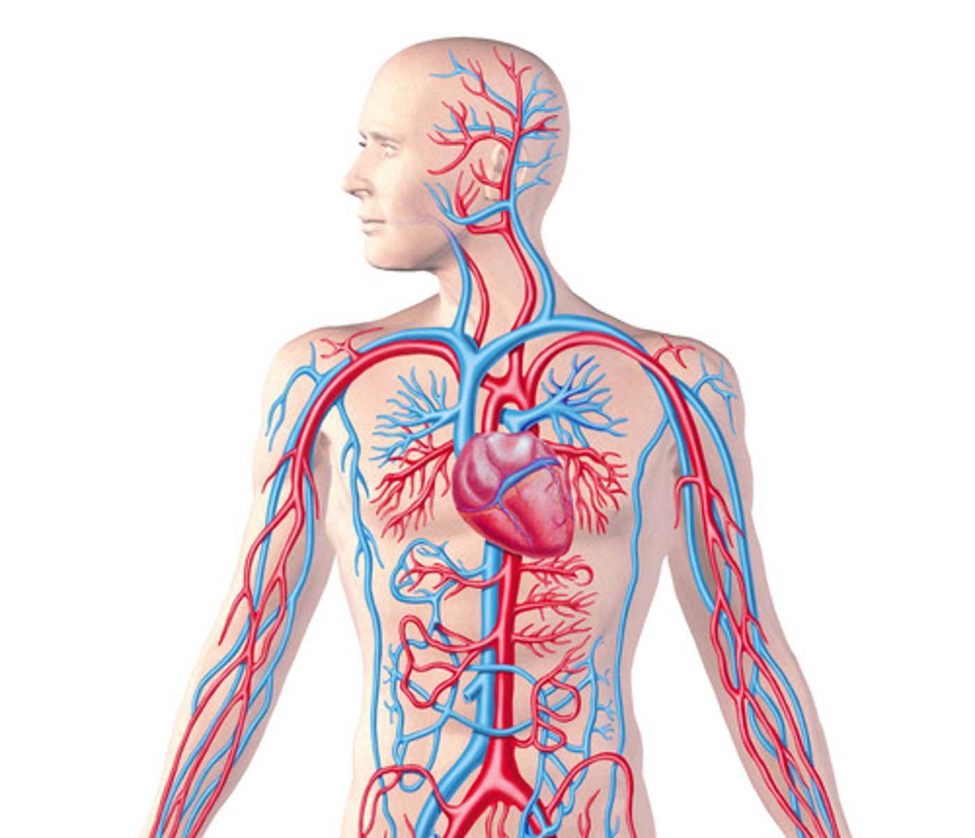 <p>Consists of heart, blood vessels <br>--&gt; Function: distribution of nutrients, oxygen, wastes, hormones, electrolytes and acid-base balance</p>