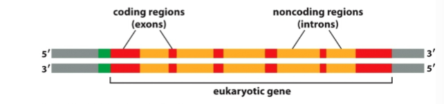 <p>coding sequences that stay in mRNA and determine protein sequence</p>