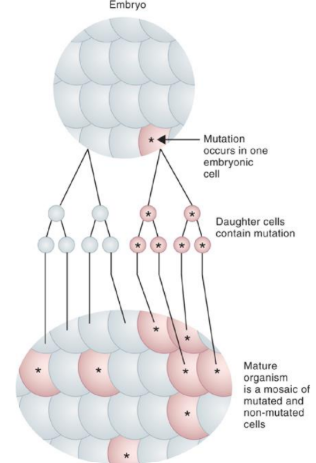 <p>de novo mutation that is expressed early in development leads to cells differing in genetic make-up</p><ul><li><p><strong><u>somatic mosaicism:</u></strong> present in some cells but not gametes</p></li><li><p><strong><u>germ-line mosaicism:</u></strong> restricted to the gamete lineage</p></li></ul><p></p>