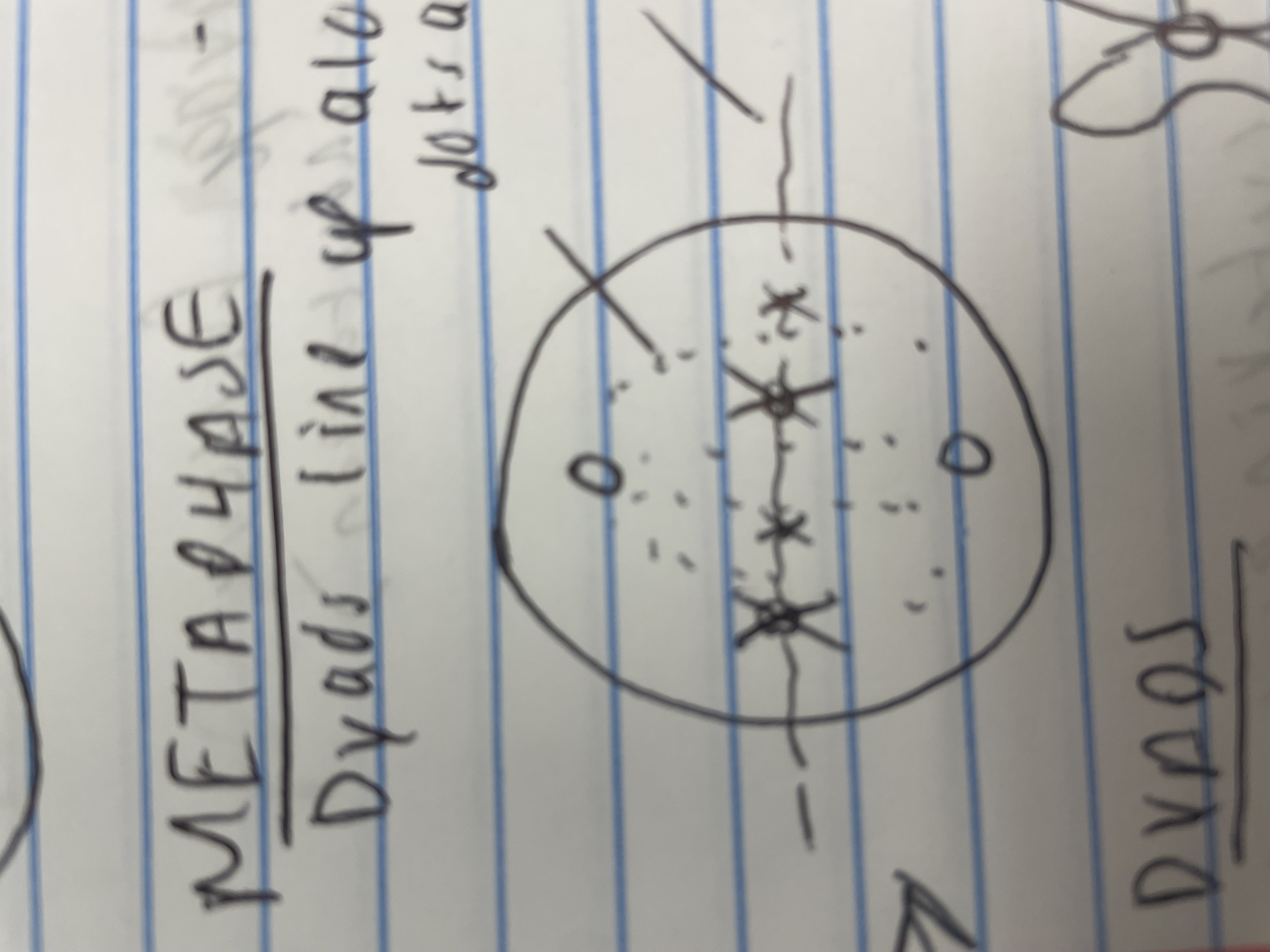 <p>Dyads line up along equatorial plane (metaphase plane)</p>