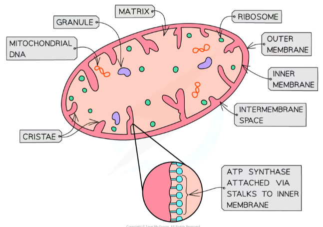 <ul><li><p>Mitochondria have <strong>two membranes</strong>, a smooth outer one and an inner one which is folded up into <strong>cristae, </strong>projections which point inwards<strong> (high surface area)</strong></p></li><li><p>Between these is the <strong>intermembrane </strong>space, which has a low pH (high proton concentration)</p></li><li><p>The inner membrane contains the <strong>matrix </strong>(like cytoplasm), itself containing <strong>70S ribosomes</strong>, enzymes and circular mitochondrial DNA</p></li></ul><p></p>
