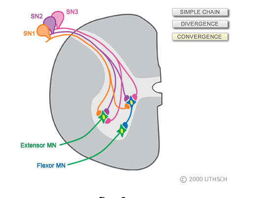 <ul><li><p>Th proper function of the circuit of the stretch reflex also relies on convergence and divergence-a single <strong><em>sensory </em></strong>neuron has multiple branches that diverge and make synaptic connections with many individual <strong><em>motor </em></strong>neurons.</p></li><li><p>Therefore, when the muscle contracts as a result of the neurologist’s tapper, it does so because multiple muscle fibers are activated <strong><em>simultaneously </em></strong>by <strong><em>multiple </em></strong>motor neurons.  </p></li><li><p>Also, when the muscle is stretched, not one, but <strong><em>multiple sensory neuron</em></strong> are activated and these sensory neurons all project into the spinal cord where they <u>converge </u>on to individual <strong><em>extensor motor neurons</em></strong></p></li><li><p>So, the stretch reflex is due to the combined effects of the activation of multiple sensory neurons and extensor motor neurons.</p></li></ul><p></p>