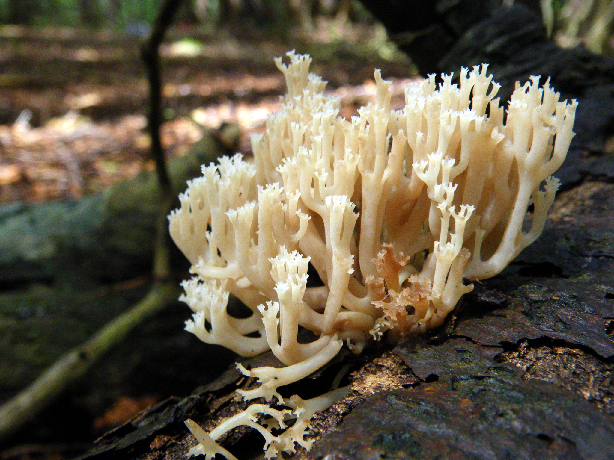 <p>What fungus is this? (Scientific name)</p>