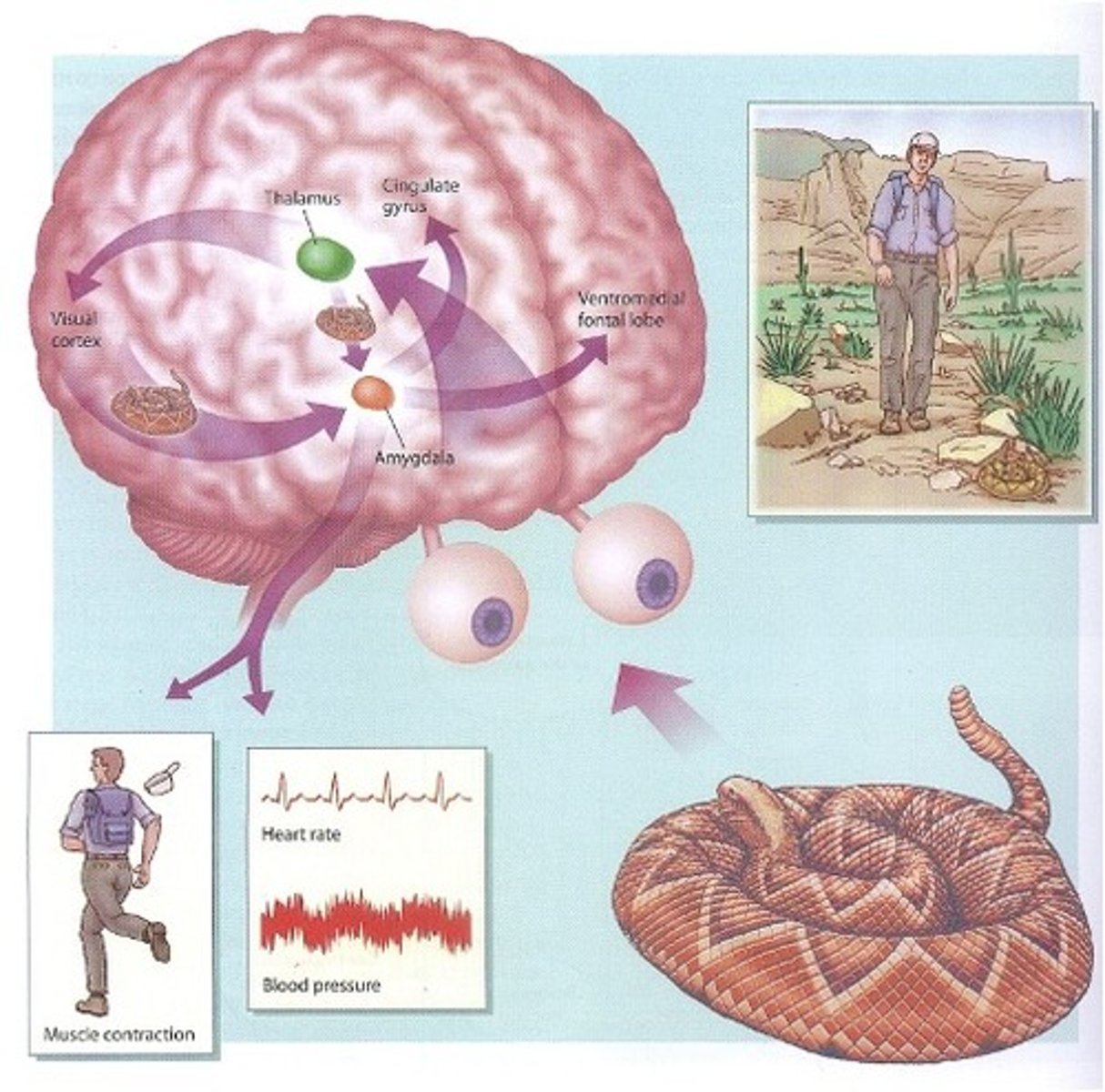 <p>-Receives visual, auditory, taste + smell from thalamus and uses it to make a quick and rough eval about potential harm or benefit of stimulus. Meanwhile the visual cortex responds slowly and accurately. </p><p>- Mediates both autonomic expression + cognitive experience of emotion. </p>
