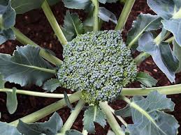 <p>broccoli</p>