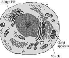 <p><span>To synthesize and isolate proteins for secretion or use in the cell</span></p>