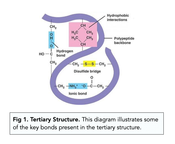 <p>3D folding due to interactions between the side chains</p><ul><li><p>Reinforced by hydrophobia interactions and disulfide bridges of the side chains</p></li><li><p>Covalent bond formed between sulfur atoms of the cysteine monomers</p></li></ul>