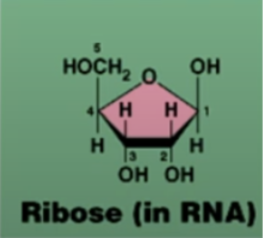 <p>5-carbon sugar</p><p>can make up a nucleotide</p><p>has 2 hydroxyls</p>