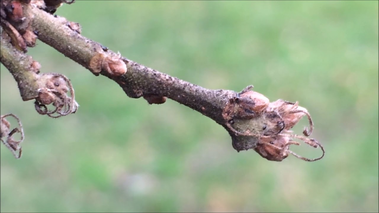 <p><strong><em>Quercus cerris</em></strong></p><p><strong>vrcholové pupeny s vytrvalými palisty </strong>nahloučené na koncích letorostů, průřez pupenem pětiúhelníkovitý</p><p><strong>slabší větvička a kulatými až vejcovitými pupeny</strong></p>