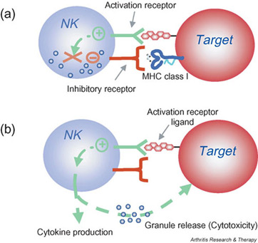 <ul><li><p>part of innate internal defenses and work non specifically (before the adaptive response)</p></li><li><p><strong>Phagocytes </strong></p><ul><li><p><strong>nuetrophils </strong>(circulate in blood)</p></li><li><p><strong>macrophages </strong>(circulate in interstitial fluid)</p></li><li><p>target foreign invaders with <strong>phagocytosis </strong>(engulf substances from enviroment → with food vacuoles and lysosomes)</p></li></ul></li><li><p><strong>Natural Killer Cells (NKCs)</strong></p><ul><li><p>kill infected body cells (virus, cancerous) non-specifically</p></li><li><p>scan the body for cells that are missing their&nbsp;“ID tags”</p></li><li><p>not invaders but infected/damaged cells&nbsp;“self cells”</p></li></ul></li></ul><p></p>