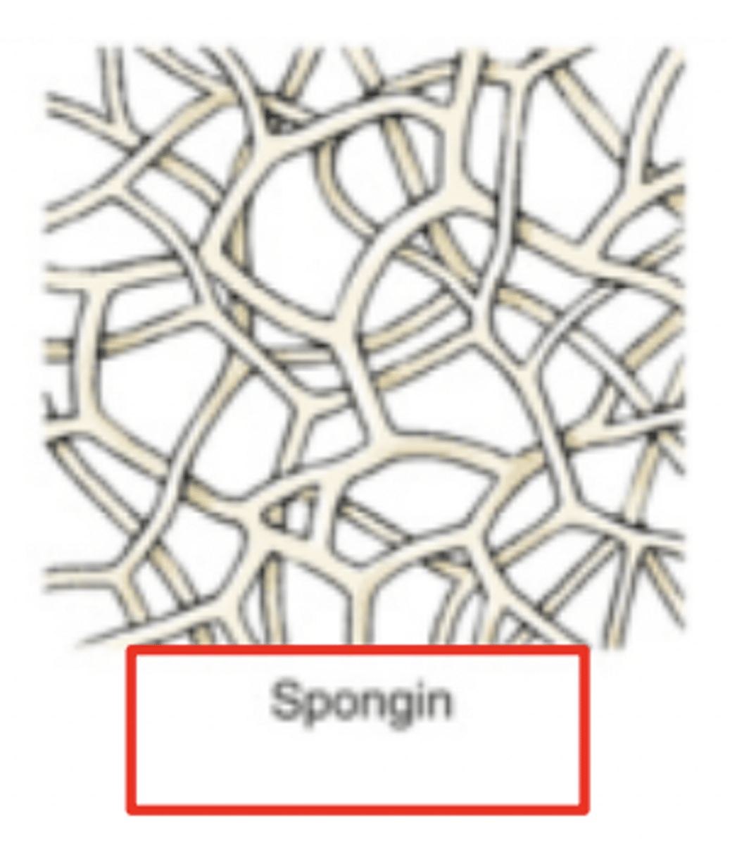<p>Spongin Spicules (not rocks)</p>