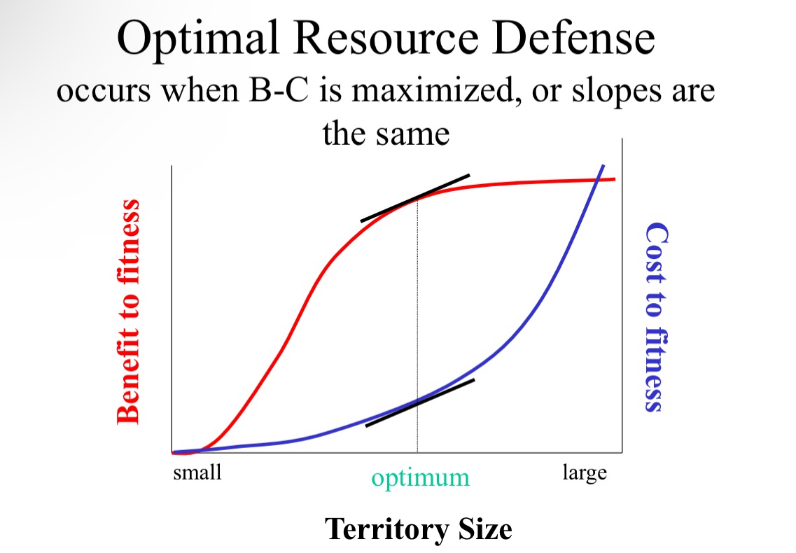 <p>Defending a resource is both beneficial and costly.</p><p>– Benefits</p><p>• More resources (increase survival or reproduction)</p><p>• More mates (increase reproduction)</p><p>– Costs</p><p>• Energy expended</p><p>• Risk of injury</p><p>We should expect stabilizing selection: optimal territorial defense</p><p>Stabilizing selection will occur</p>
