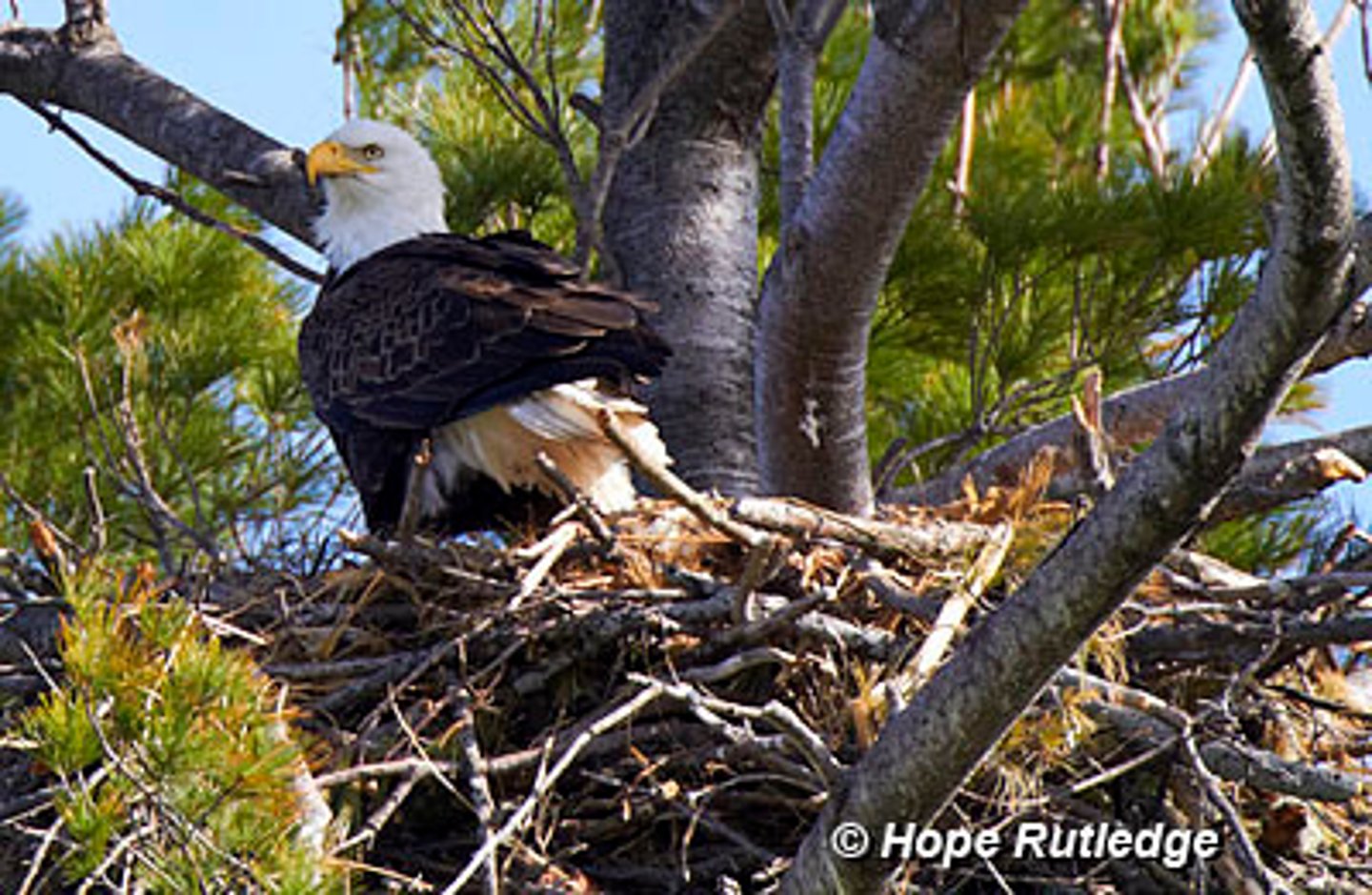 <p>few eggs produced; shorter incubation; hatch blind, naked, and helpless; Ex: hawks, pigeons</p>