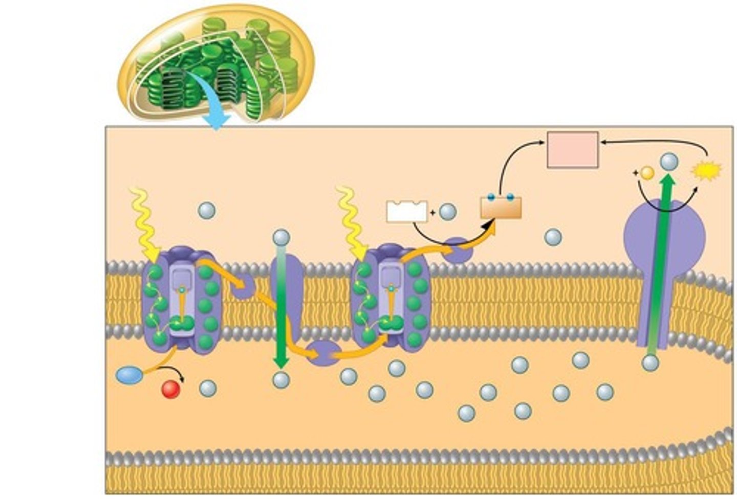 <p>On the thylakoid membranes.</p>