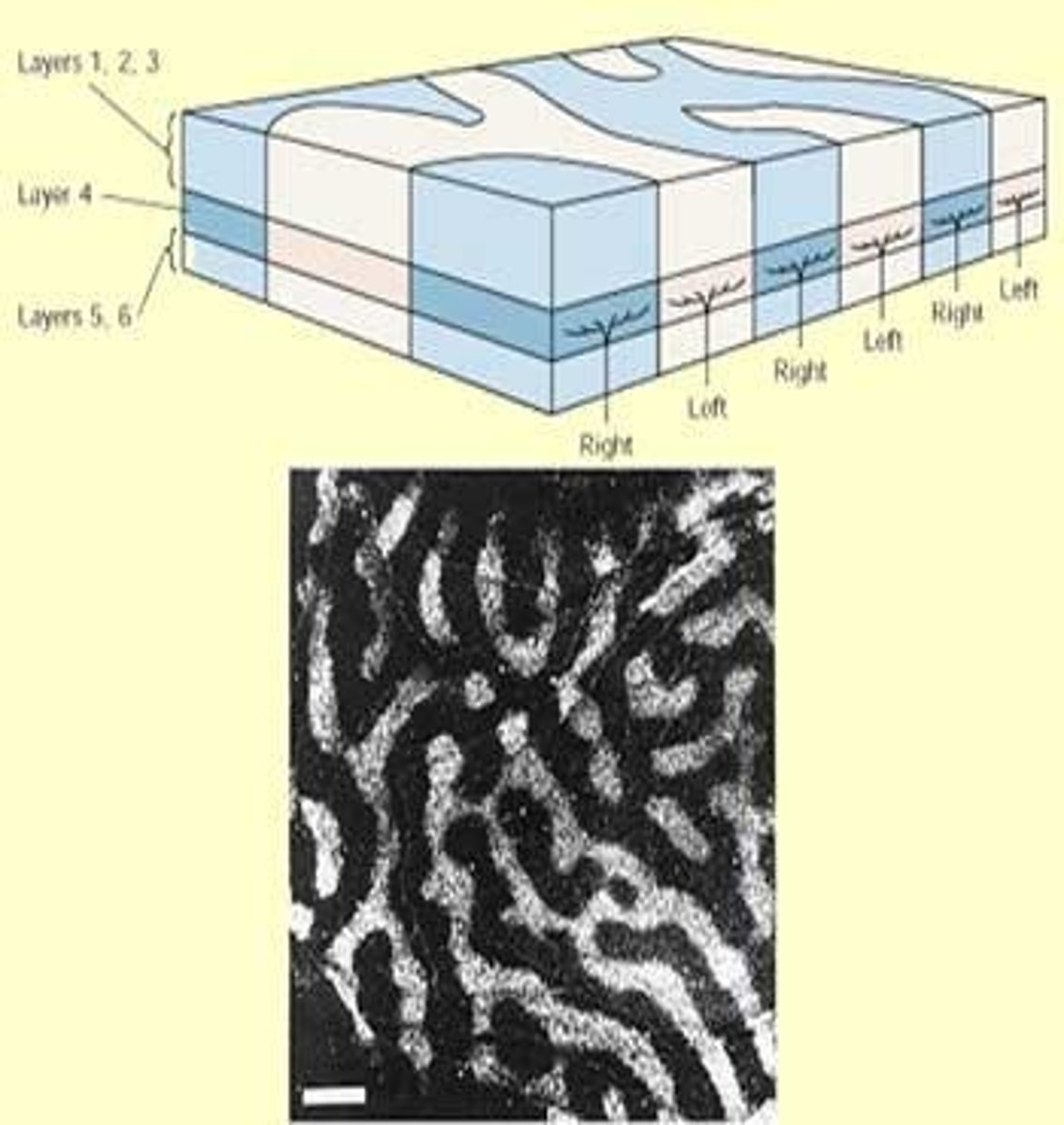 <p>The preference of neurons to respond to stimuli from one eye over the other.</p>