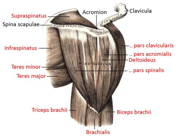<p>Pars clavicularis (vanvoor)</p><p>pars acromialis (mid)</p><p>pars spinalis (achter)</p>