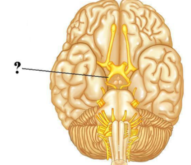 <p><span><span>Identify the indicated structure.</span></span></p>