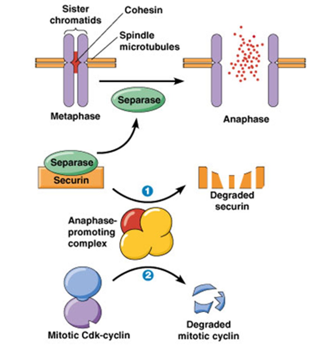 <p>Metafase anafase transitie, belangrijk want de zusterchromatiden moeten uit elkaar gaan </p><p>-Het enzyme separase zal cohesine afbreken</p><p>Securine en cycline is het substraat van het anafase promoting complex (APC) = E3 ubiquitine ligase: katalyseert de binding van ubiquitine aan eiwit; ge-ubiquitineerde eiwitten worden vervolgens afgebroken door proteasoom.</p><p>•APC ubiquitineert securine en cycline</p><p>->Securine en cycline wordt afgebroken, separase komt vrij</p><p>We zien nu al 2 eiwitten maar eigenlijk is er ook een derde substraat: geminine dat wordt geubiquitineerd door APC op het einde van de mitose (zie kaartje 40)</p><p>vierde substraat is Mad-Bub dat bindt op Cdc20 (subeenheid van APC) -> mid mitose controlepunt (zie kaartje 41)</p>
