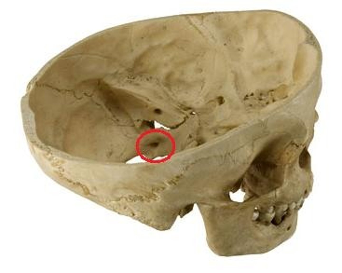 knowt flashcard image