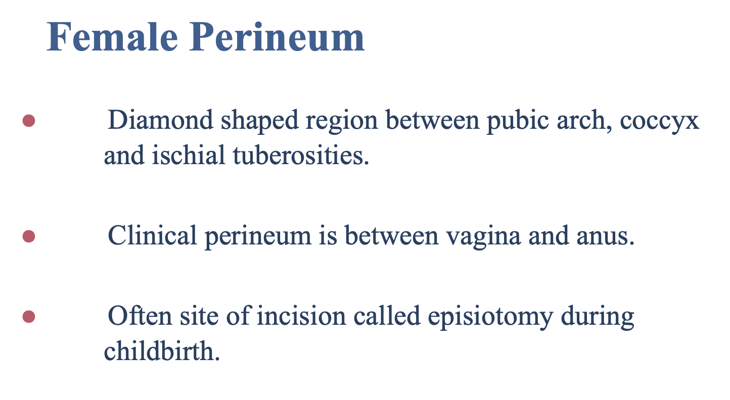 <p><strong>Incision</strong> during childbirth, called the <strong>episiotomy</strong></p>