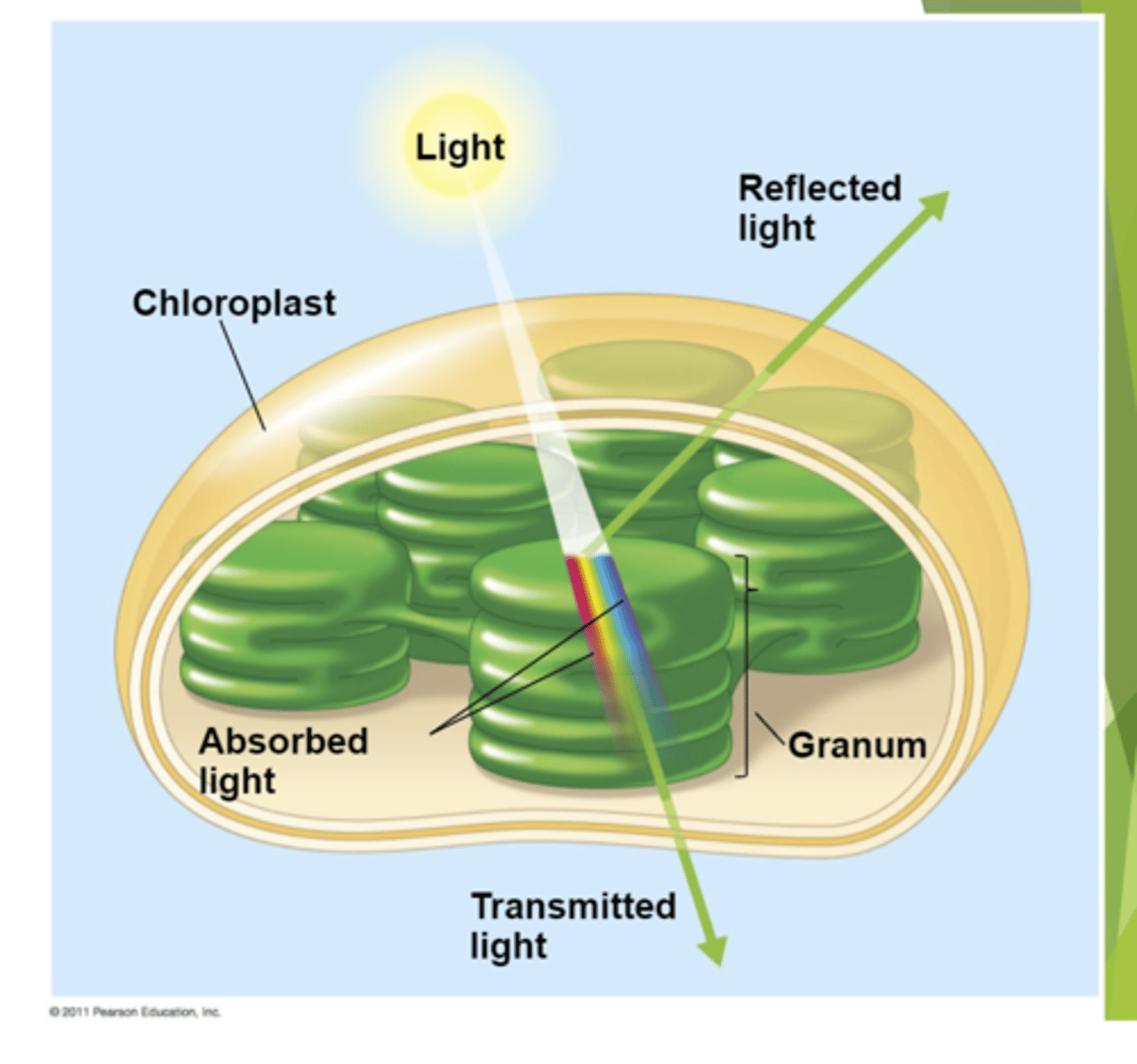 <p>What does this image describe?</p>