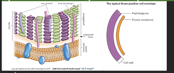 •	Gram Positive:

* In a Gram stain gram positive will turn purple
* The bacteria consist of a single, 20 to 80 nm thick layer of peptidoglycan lying outside the plasma membrane.
  * Lipoteichoic acids: Covalently connect to the plasma membrane