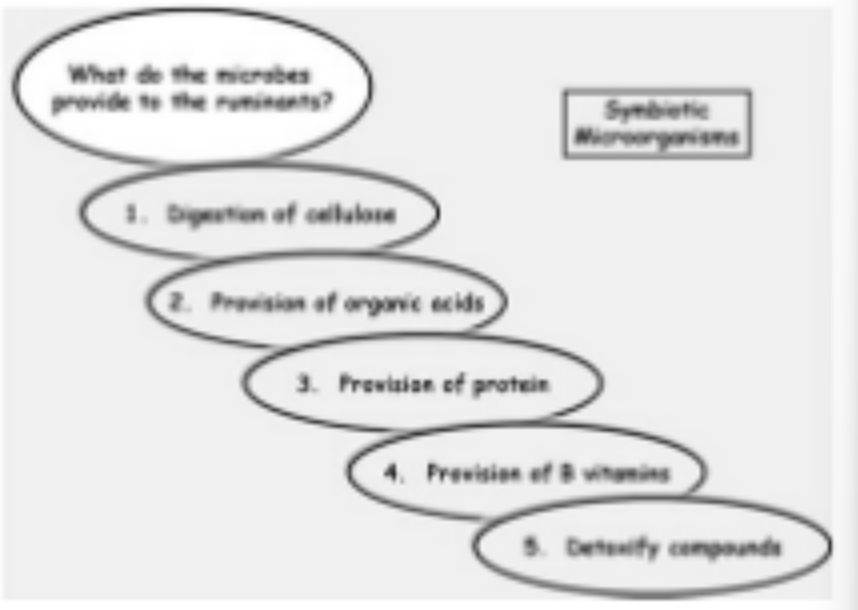 <p>• Fermentation transforms forage into the simple sugars that rumen microorganisms can use for growth</p><p>• Structural plant cell wall carbohydrates are broken down by the rumen microbes.</p><p>• simple sugars are converted into compounds used to support the rumen microbial population,</p><p>• sustains digestion and animal metabolism.</p><p>• Microbes ferment forages</p><p>• produce by-products called volatile fatty acids (VFA)</p><p>• VFA = major energy source for the ruminant animal (short chain fatty acids)</p><ul><li><p>a perfect symbiotic relationship between microbes and ruminants</p></li></ul><p></p><p>herbivores can derive 70% of their energy intake from microbial breakdown - a classic example of mutualis</p><p></p>