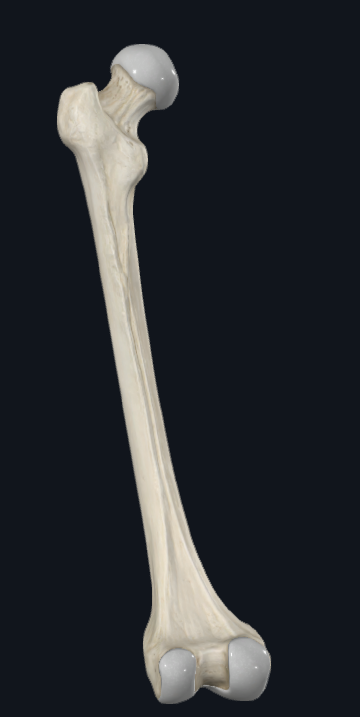 <p>What bone is this? And which side is it?</p>