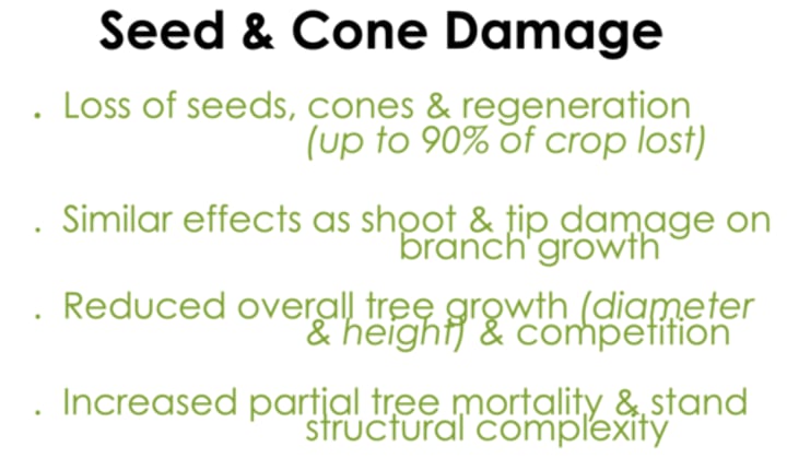 <p>-Loss of seeds, cones &amp; regeneration (up to 90% of crop lost)<br>-Similar effects as shoot and tip damage on branch growth<br>-Reduced overall tree growth (diameter and height) &amp; competition <br>-Increased partial tree mortality and stand structural complexity</p>