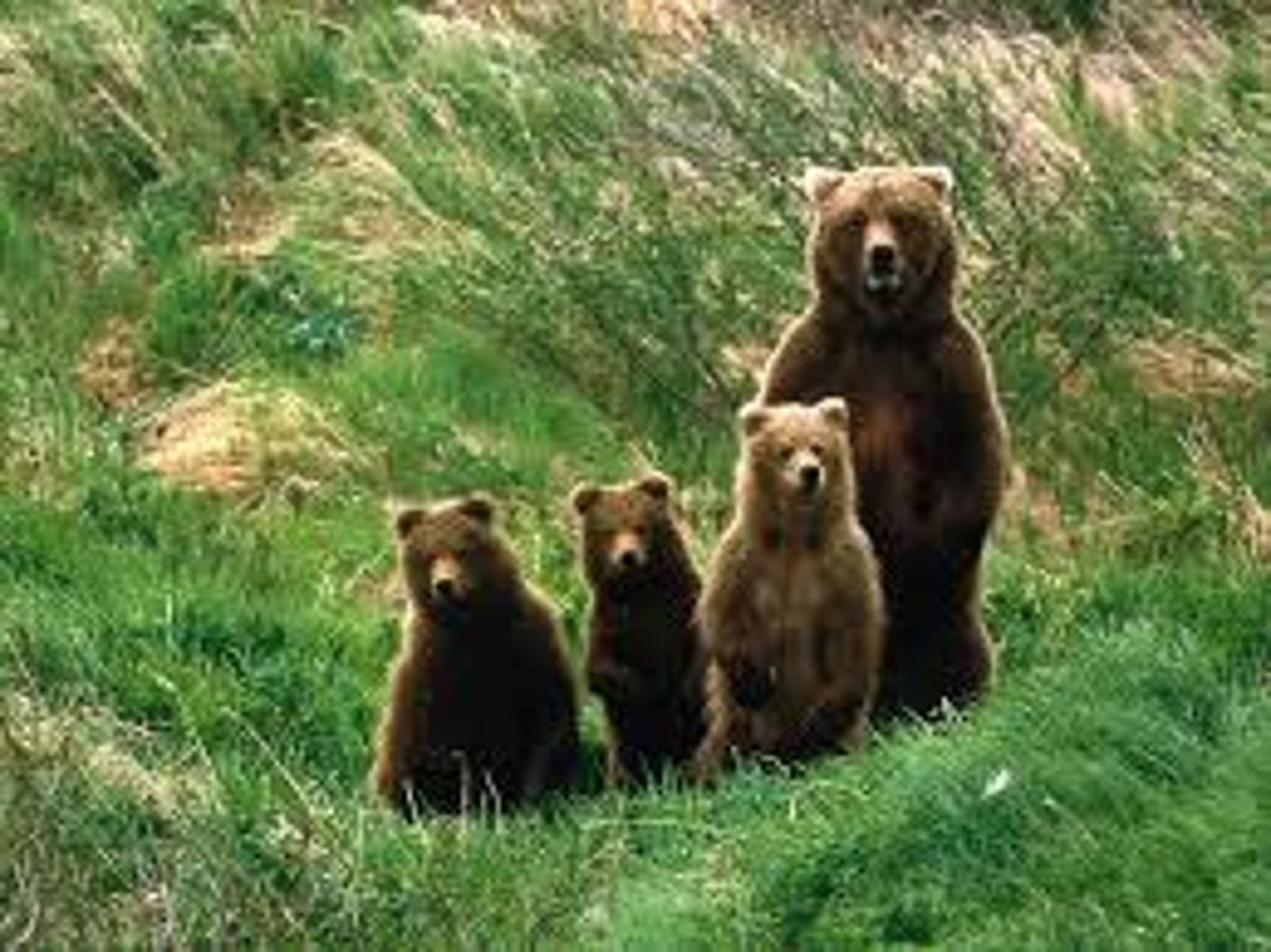 <p>Found everywhere; eat meat; several adaptations to be a successful hunter</p><p>Terrestrial: run well (dogs, cats, bears)</p><p>Aquatic: called pinnipeds, streamlined, return to land to sleep &amp; give birth (seals, sea lions, otters)</p>