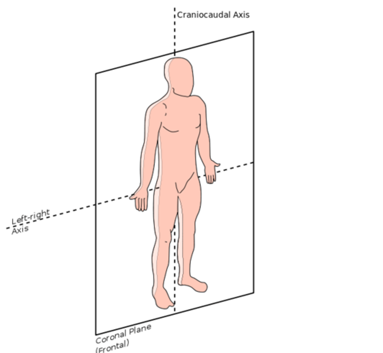 <p>An imaginary plane where the body is cut into front and back parts (Anterior and posterior)</p>