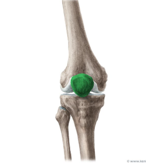 <p>A small bone located in front of the knee joint, commonly known as the kneecap, it protects the knee and improves the leverage of thigh muscles. </p>
