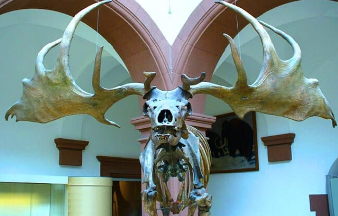 <p>also known as runaway selection, describes how an exaggerated trait, particularly a secondary sexual characteristic, can evolve through a positive feedback loop between female mate choice and male expression of the trait</p><p>-much more prevalent in birds, biggest mammal example is extinct Irish Elk with GIANT antlers</p>
