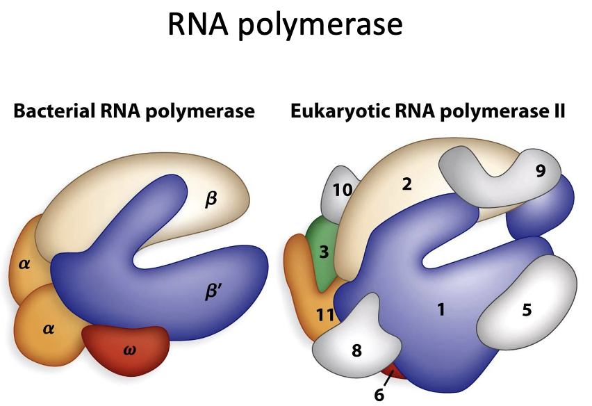 <p>RNA polymerase</p>