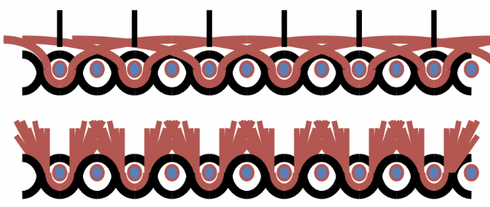 <p>1 warp + 2 wefts:</p><ul><li><p>1 warp for fabric base</p></li><li><p>1 weft for pile yarn</p></li><li><p>pile yarn is cut EVENLY</p></li></ul><p></p>