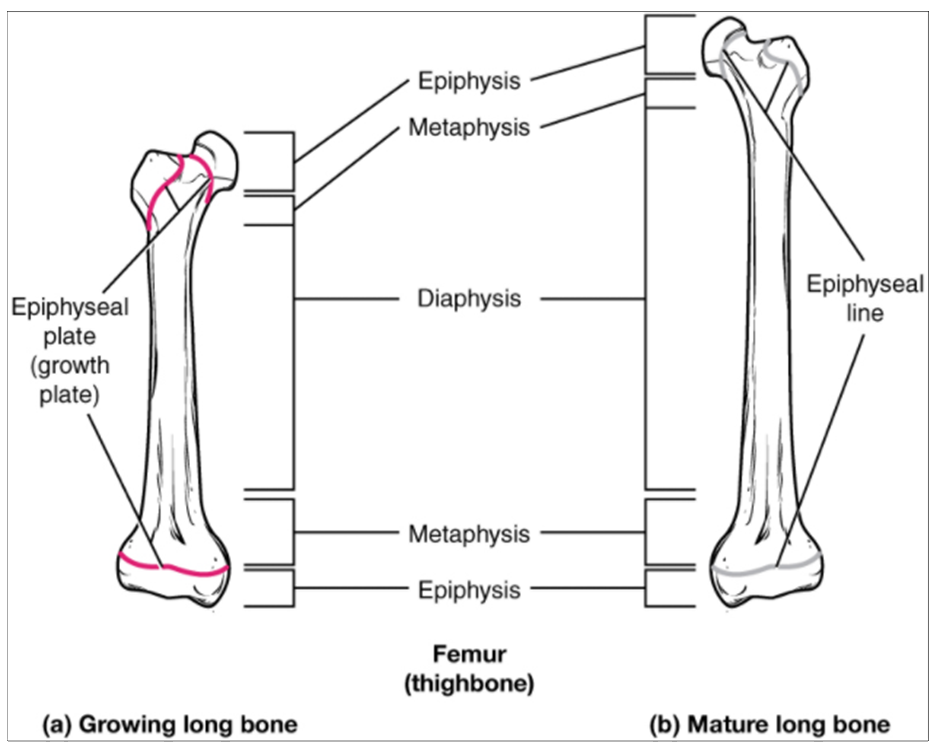 <ul><li><p>completely ossified remnant of the epiphyseal plate</p></li><li><p>when the chondrocytes in the epiphyseal plate cease their proliferation and bone replaces the cartilage, longitudinal growth stops, all that remains of the epiphyseal plate is the epiphyseal line</p></li></ul><p></p>