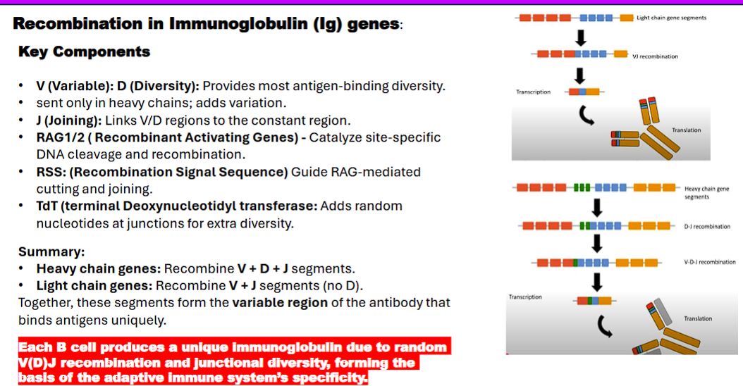 <p>3. V(D)J Recombination in Immunoglobulin Genes</p><p class="ds-markdown-paragraph"><strong>Goal:</strong> Each <strong>B cell</strong> produces a unique immunoglobulin due to random V(D)J recombination and junctional diversity, forming the basis of the adaptive immune system’s specificity</p><p class="ds-markdown-paragraph">Detailed Explanation of Key Components</p><ul><li><p class="ds-markdown-paragraph"><strong>V (Variable), D (Diversity), J (Joining) Segments:</strong> These are the "parts" in your genetic toolbox.</p><ul><li><p class="ds-markdown-paragraph">Your genome has multiple copies of each type (e.g., ~65 V segments, ~27 D segments, ~6 J segments for the human heavy chain).</p></li><li><p class="ds-markdown-paragraph"><strong>Heavy Chain:</strong> The process combines <strong>one V, one D, and one J</strong> segment.</p></li><li><p class="ds-markdown-paragraph"><strong>Light Chain:</strong> The process combines <strong>one V and one J</strong> segment (no D segments). This two-chain structure (heavy + light) creates the unique antigen-binding site.</p></li></ul></li><li><p class="ds-markdown-paragraph"><strong>RAG1/RAG2 (Recombinase):</strong> These are the <strong>"molecular scissors and glue"</strong> that perform the cut-and-paste operation. They are only active in developing B and T cells.</p><ul><li><p class="ds-markdown-paragraph">They search the DNA for specific signals to know where to cut.</p></li></ul></li><li><p class="ds-markdown-paragraph"><strong>RSS (Recombination Signal Sequence):</strong> This is the <strong>"instruction manual"</strong> for the RAG scissors. Each V, D, and J segment is flanked by an RSS.</p><ul><li><p class="ds-markdown-paragraph">The RSS ensures that a V segment only joins to a D or J segment, and not randomly to another part of the genome.</p></li></ul></li><li><p class="ds-markdown-paragraph"><strong>TdT (Terminal Deoxynucleotidyl Transferase):</strong> This is the <strong>"editing tool"</strong> that introduces randomness.</p><ul><li><p class="ds-markdown-paragraph">After RAG makes the cut, the DNA ends are messy. TdT randomly adds and removes nucleotides at these junctions before they are sealed.</p></li><li><p class="ds-markdown-paragraph">This process, called <strong>Junctional Diversity</strong>, is the single biggest source of antibody variation. It can completely change the amino acid sequence at the critical center of the binding site.</p></li></ul></li></ul><ul><li><p class="ds-markdown-paragraph"><u>The Step-by-Step Process (for a Heavy Chain)</u></p><ol><li><p class="ds-markdown-paragraph"><strong>Commitment:</strong> A developing B cell decides to rearrange its immunoglobulin genes.</p></li><li><p class="ds-markdown-paragraph"><strong>D-J Joining:</strong> First, one <strong>D segment </strong>and one <strong>J segment</strong> on the <strong>heavy chain locus are chosen at random</strong> </p></li><li><p class="ds-markdown-paragraph">D segment and J segment are joined together by the <strong>RAG complex.</strong></p></li><li><p class="ds-markdown-paragraph"><strong>V-DJ Joining:</strong> Next, one V segment is chosen and joined to the pre-formed DJ segment.</p></li><li><p class="ds-markdown-paragraph"><strong>Junctional Diversity:</strong> During the joining process, TdT adds and removes random nucleotides (N-nucleotides) at the junctions between V, D, and J.</p></li><li><p class="ds-markdown-paragraph"><strong>Testing:</strong> If the rearrangement is successful and produces a functional protein, the cell moves on. If not, it attempts to rearrange the gene on the other chromosome.</p></li><li><p class="ds-markdown-paragraph"><strong>Light Chain Rearrangement:</strong> The same process happens for the light chain (kappa first, then lambda if kappa fails), combining a V and J segment.</p></li></ol></li><li><p class="ds-markdown-paragraph"><strong>Outcome:</strong> The <strong>deletion</strong> of intervening DNA and the <strong>inversion/joining</strong> of specific gene segments to create a unique, functional antibody gene. This is a programmed, developmentally controlled use of SSR.</p></li></ul><p></p>