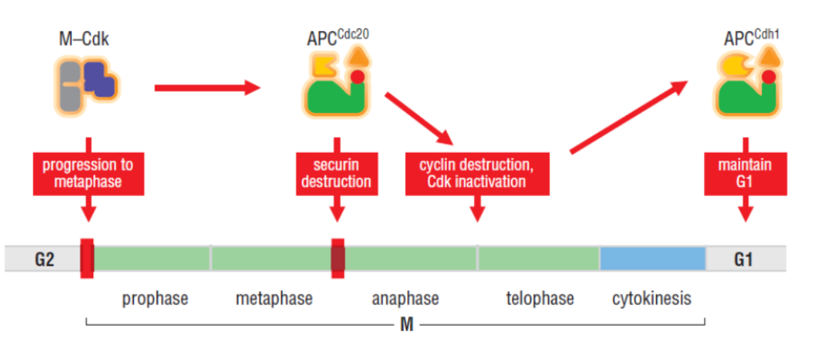 <p>securin keeps chromosomes together and separase pulls the chromosomes apart</p>