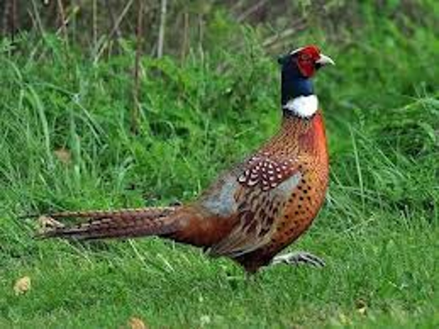 <p>Galliformes</p><p>Phasianidae</p>