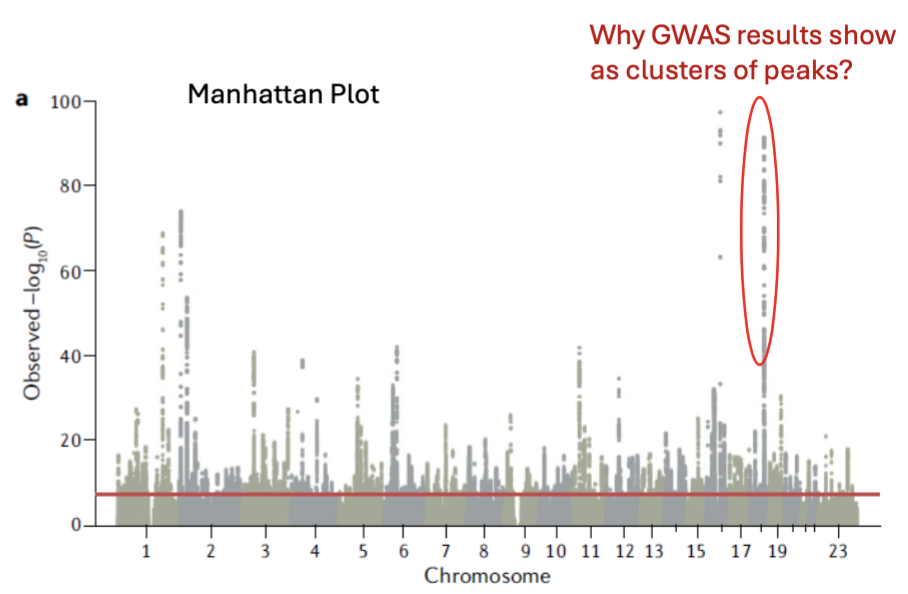 <ul><li><p>Manhattan plot:</p><ul><li><p>Bonferroni testing threshold of p &lt; 5 × 10<sup>-8</sup>.</p><ul><li><p>Multiple test correction.</p></li></ul></li><li><p>Genome-wide significance threshold = red line on the image.</p><ul><li><p>The peaks are SNPs that are close to each other = co-inherited.</p></li></ul></li><li><p>Significance threshold varies depending on:</p><ul><li><p>Number of SNPs examined.</p></li><li><p>Number of subjects included.</p></li><li><p>Minor allele frequencies.</p></li><li><p>Etc.</p></li></ul></li></ul></li><li><p>LocusZoom: a combination of a Manhattan plot and a genome browser.</p></li></ul><p></p>