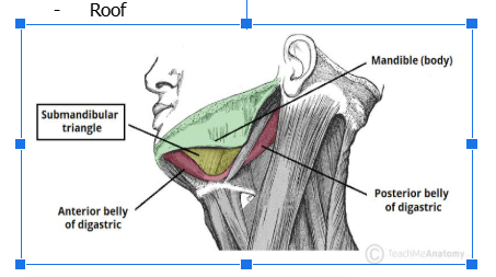 <p><span style="background-color: transparent;"><span>What is the border of the submandibular highlighted?</span></span></p>