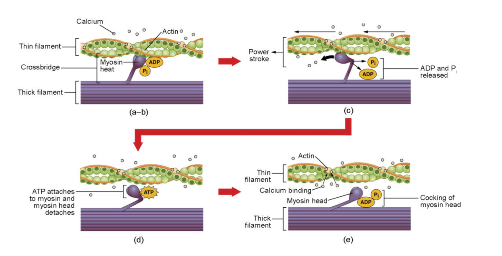 <p><span>Molecular Level of Muscle Contraction</span></p>