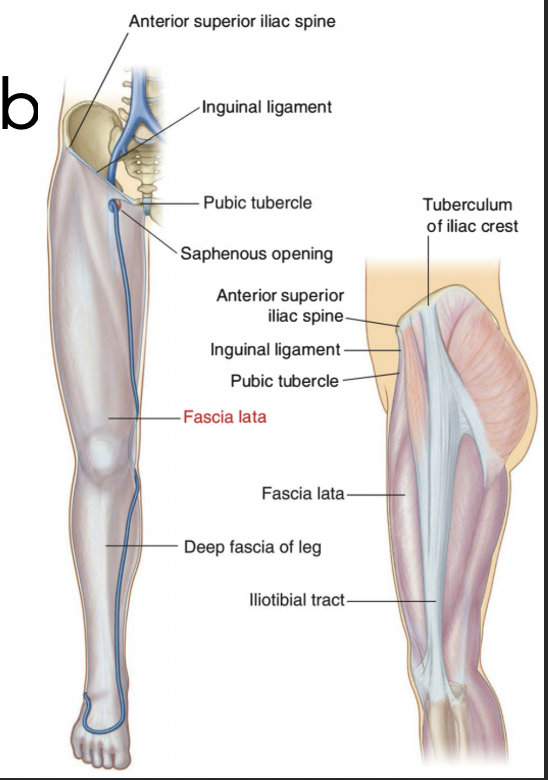 <p>fascial sleeve, continuous with both the:</p><ul><li><p>i<strong>nguinal ligament</strong></p></li><li><p><strong>inferior abdominal wall</strong></p></li></ul><p>It covers the whole leg (think of a pair of tights)</p><ul><li><p><strong>thickens on the Iliotibial tract</strong></p></li></ul>