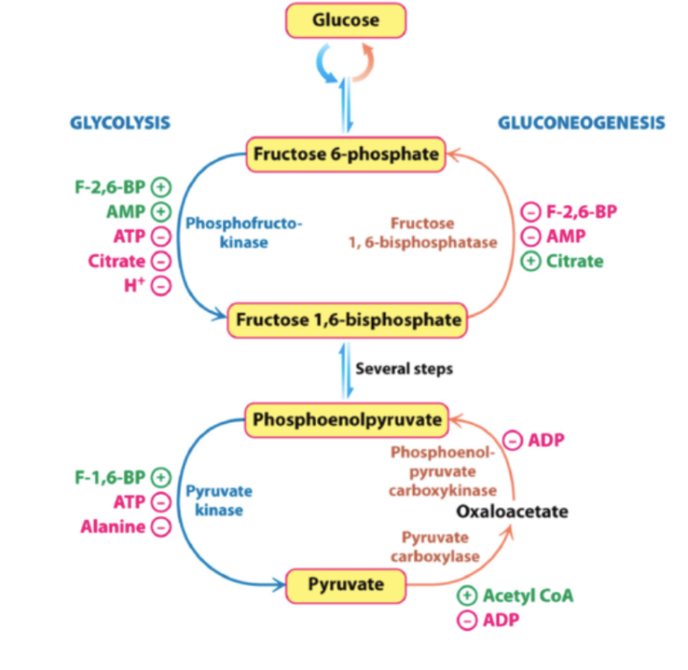 <p><strong>Glukagon</strong> → PKA → stimulering.</p><p><strong>Insulin</strong> → PKB → inhibering.</p><p><strong>AMP</strong> → inhiberar pyruvatkarboxylas och PEP karboxykinas. </p><p><strong>Acetyl-CoA</strong> → stimulerar pyruvatkarboxylas. </p><p><strong>Citrat</strong> → stimulerar frukto-1,6-bisfosfatas.</p>