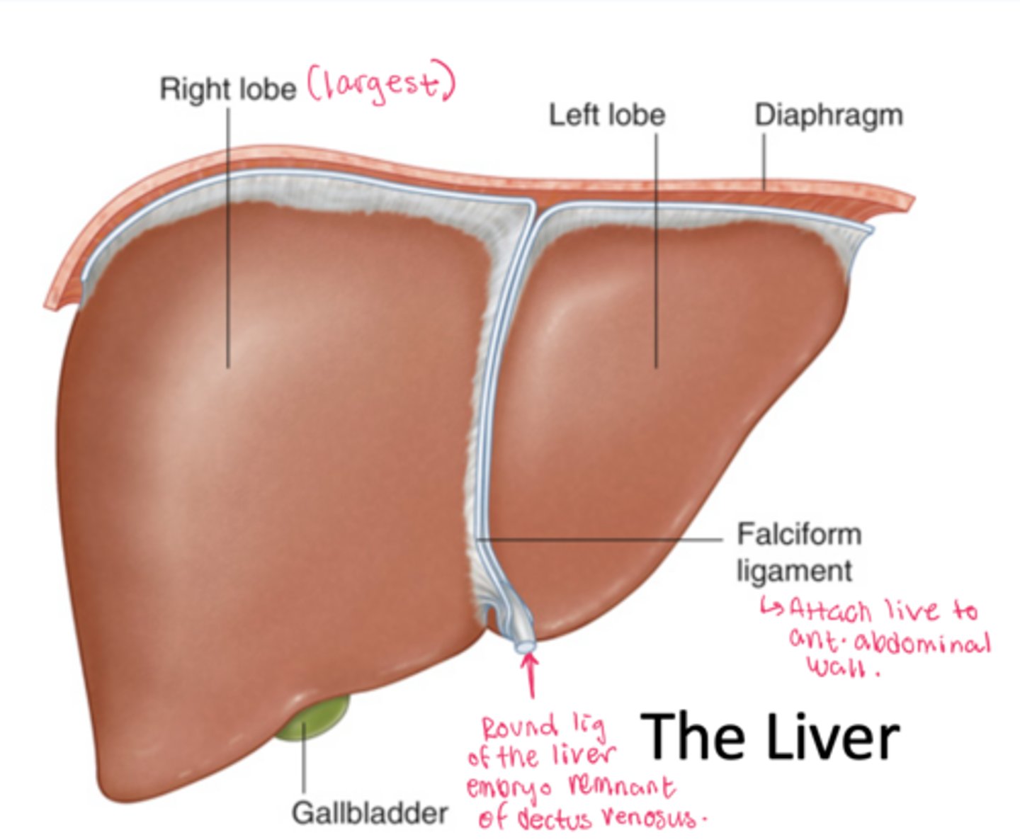 <p>Connects liver to anterior abdominal wall.</p><p>Round ligament of the liver (embryo remnant of L umbilical vein)</p>