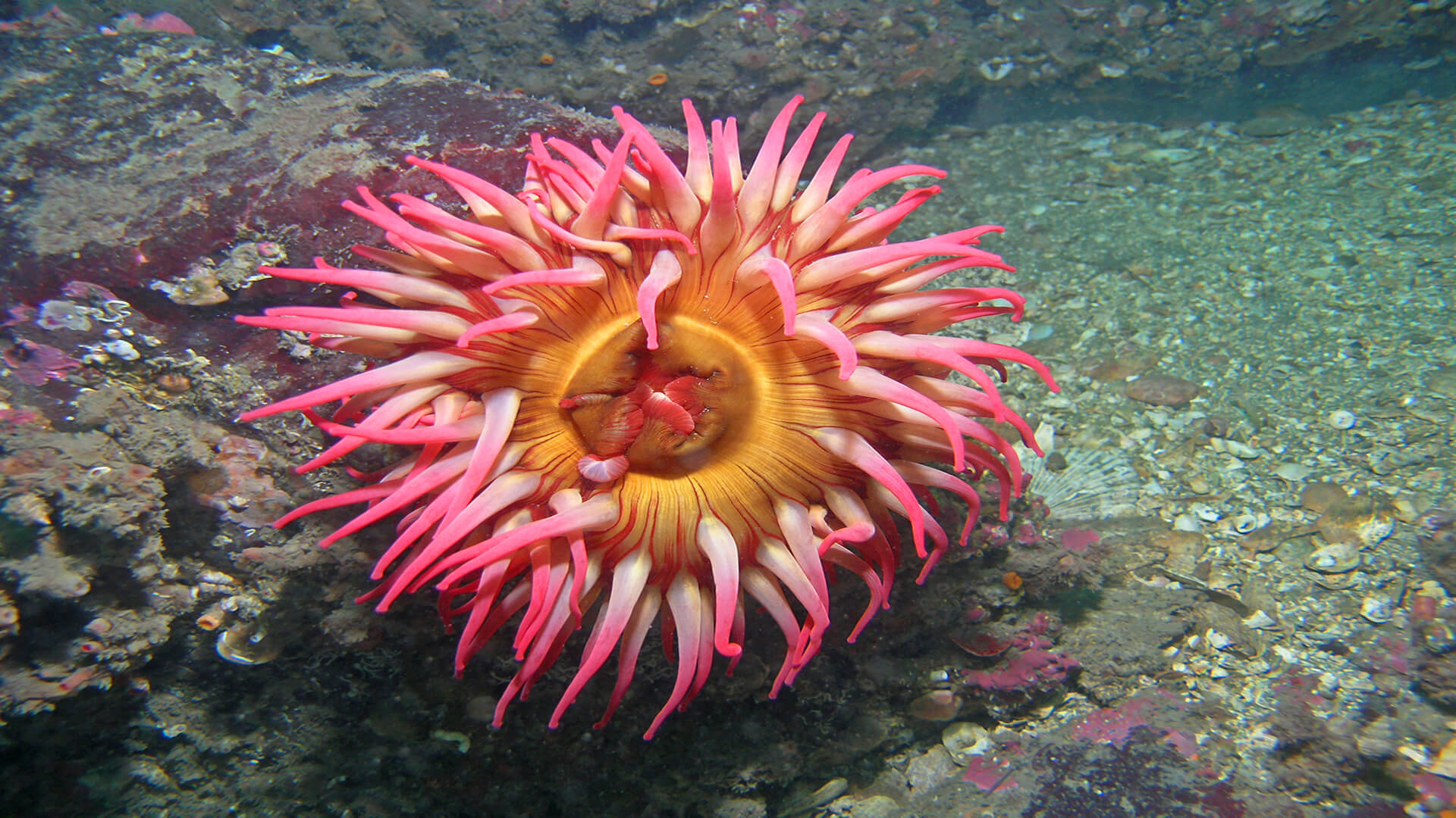 <p>Sea Anemone</p>