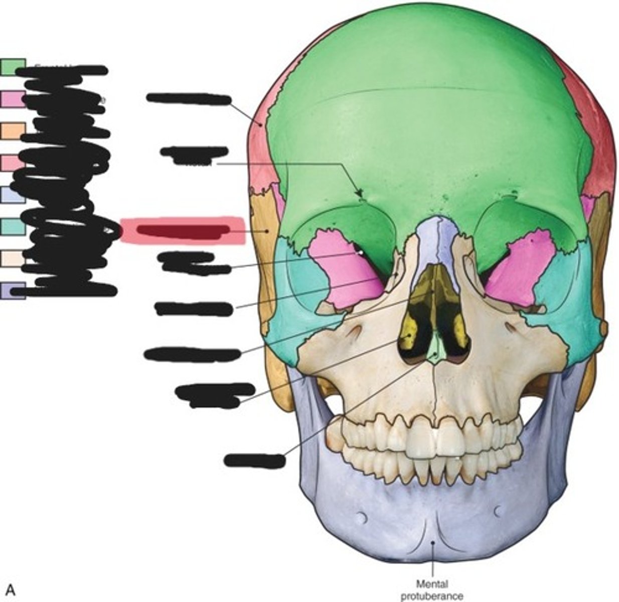 <p>Temporal bone</p>