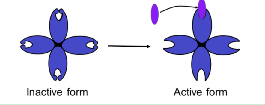 <p>what type of enzyme regulation is shown in this picture </p>